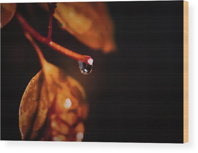 Macro Photography Art Wood Print featuring the photograph Rain Drops on Bougainvillea by Gian Smith