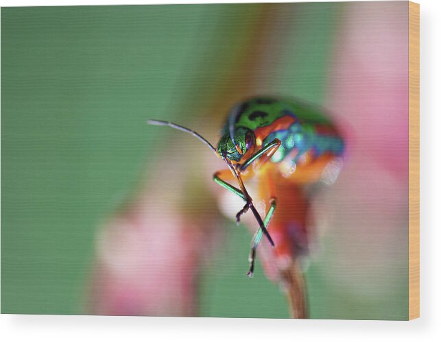 Abstract Wood Print featuring the photograph Rainbow Shield Bug by Rick Furmanek