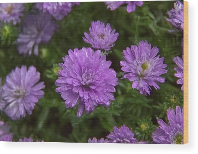 Purple Wood Print featuring the photograph Raindrops keep falling on my aster by Loyd Towe Photography