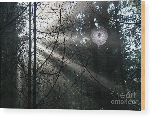 Forest Wood Print featuring the photograph Rays of light in the forest 2 by Adriana Mueller