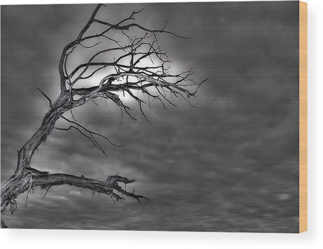 Branches Wood Print featuring the photograph Reaching by DArcy Evans