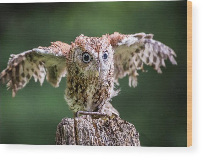Raptors Owl Wood Print featuring the photograph Ready for take-off by Robert Miller