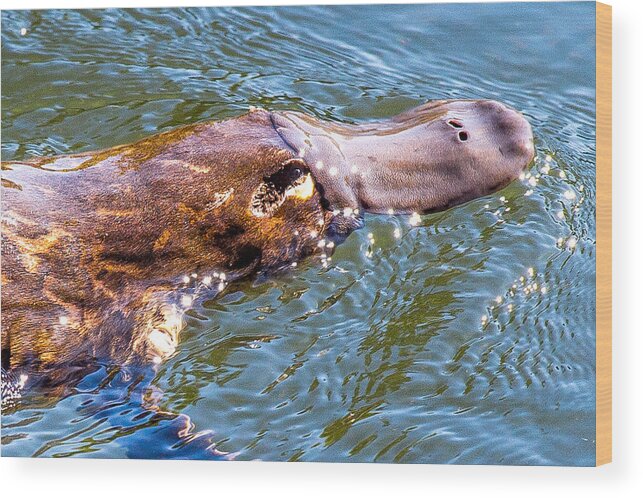 Freshwater Wood Print featuring the photograph Reclusive Platypus by ShotByRob