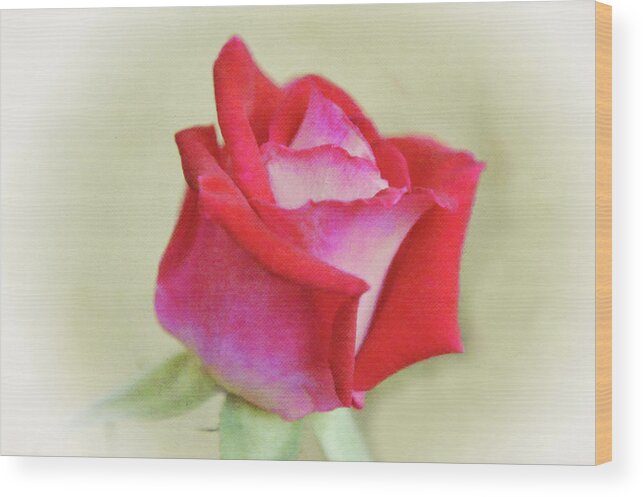 Rose Wood Print featuring the digital art Red and Pink Rose Dream by Gaby Ethington