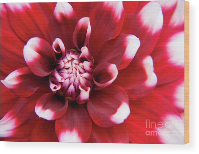 Flower Wood Print featuring the photograph Red and White Fubuki Dahlia by Julia Hiebaum
