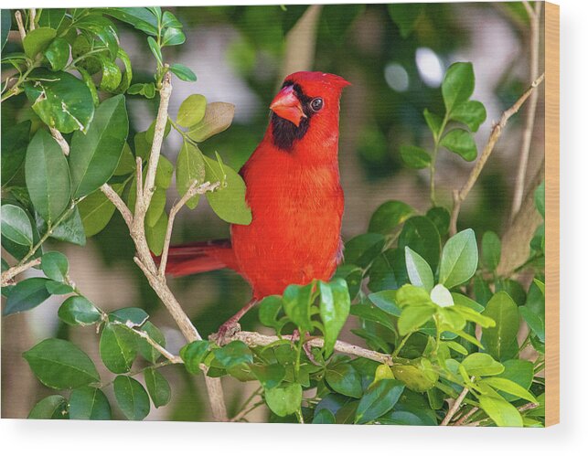 Bird Wood Print featuring the photograph Red Cardinal Perched by Blair Damson
