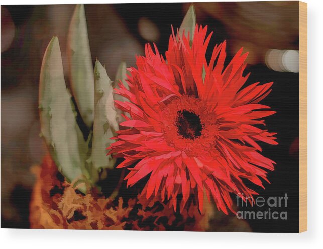 Daisy Wood Print featuring the photograph Red Daisy and The Cactus by Diana Mary Sharpton