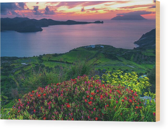 Aegean Sea Wood Print featuring the photograph Red Flowers Of Milos by Evgeni Dinev