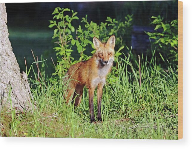 Fox Wood Print featuring the photograph Red Fox Keeping An Eye Out by Debbie Oppermann