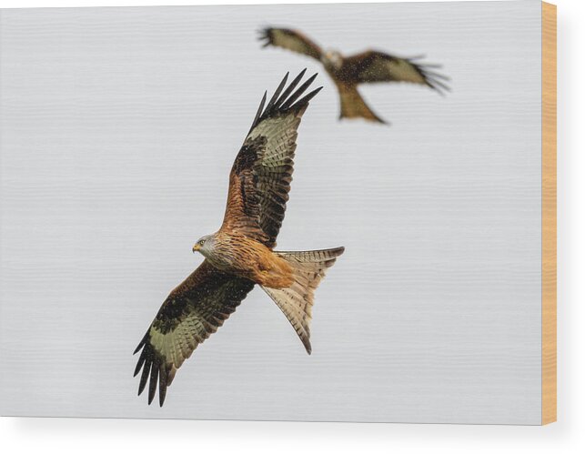 Red Kite Wood Print featuring the photograph Red Kite turning by Mark Hunter
