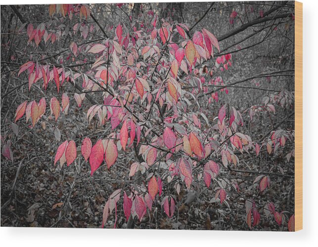 Red Leaves Woods Waukegan Illinois B&w Isolate Color Autumn Fall Wood Print featuring the photograph Red Leaves in the Woods - Waukegan, Illinois by David Morehead