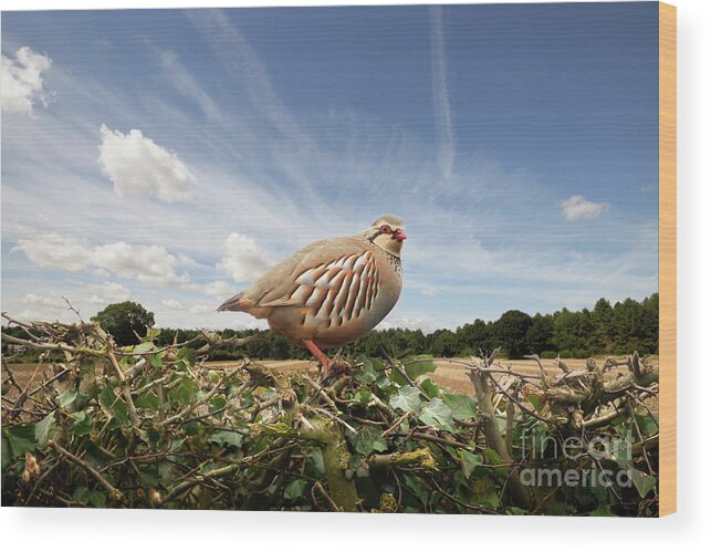 Bird Wood Print featuring the photograph Red legged partridge bird close up on hedge by Simon Bratt