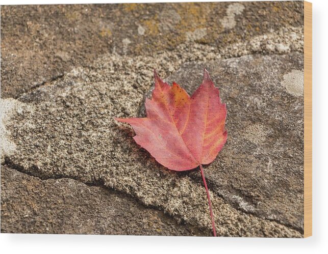 Acer Wood Print featuring the photograph Red Maple Stone by Liza Eckardt