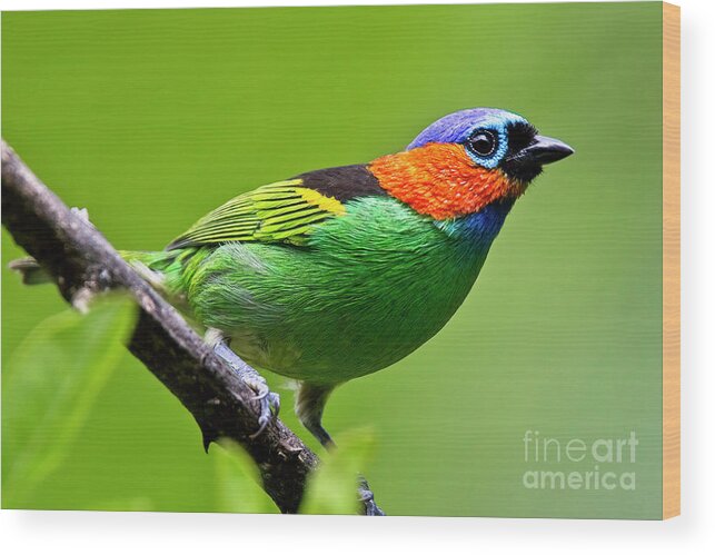Red-necked Tanager Wood Print featuring the photograph Red-necked Tanager, Tangara cyanocephala by Tony Mills