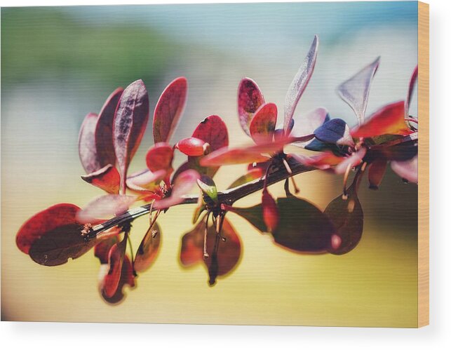 Berries Wood Print featuring the photograph Red on Red by Evan Foster