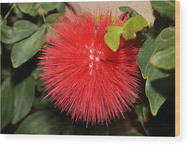 Red Powder Puff Wood Print featuring the photograph Red Powder Puff Flower by Mingming Jiang
