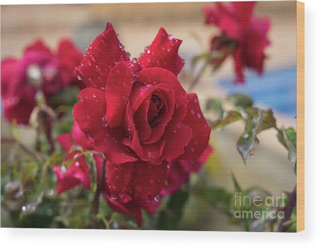 Bloom Wood Print featuring the photograph Red rose and sparkling water pearls by the pool by Adriana Mueller