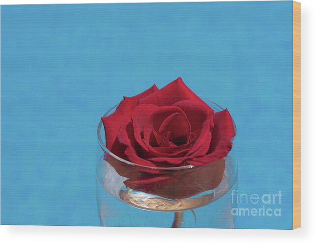 Red Rose Wood Print featuring the photograph Red rose blossom and blue water by Adriana Mueller