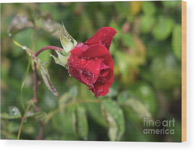 Rose Wood Print featuring the photograph Red rose bud with water pearls by Adriana Mueller