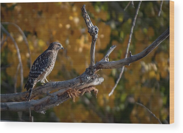 Red Shouldered Hawk Wood Print featuring the photograph Red Shouldered Hawk by Rick Mosher