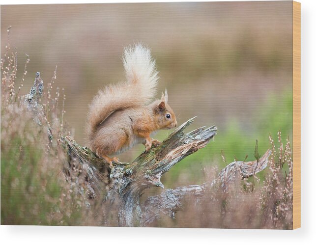 Animal Wood Print featuring the photograph Red Squirrel, Cairngorms by Anita Nicholson