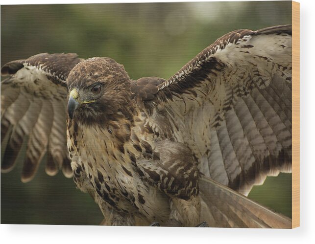 Bird Wood Print featuring the photograph Red Tailed Hawk by Carolyn Hutchins