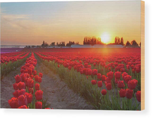 Tulips Wood Print featuring the photograph Red Tulip Sunset by Michael Rauwolf