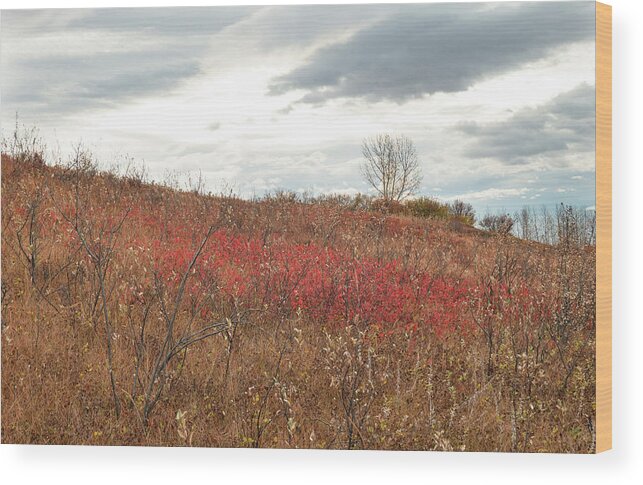Red Wood Print featuring the photograph Red Wild Rose Patch In A Pasture by Karen Rispin