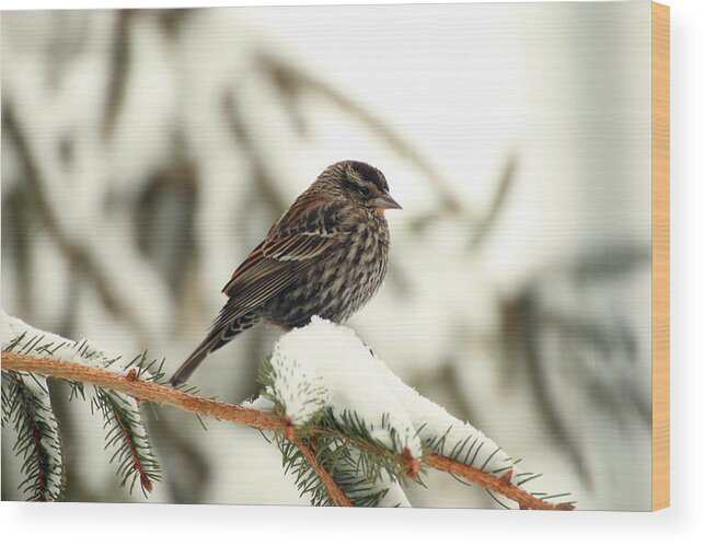 Red-winged Blackbird Wood Print featuring the photograph Red-Winged Blackbird - immature by Laurie Lago Rispoli