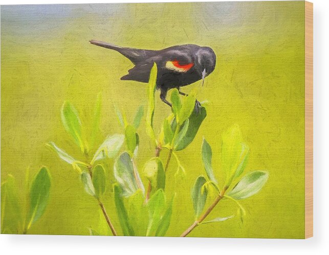 Oil Painting Wood Print featuring the photograph Red-Winged Blackbird by Susan Rydberg