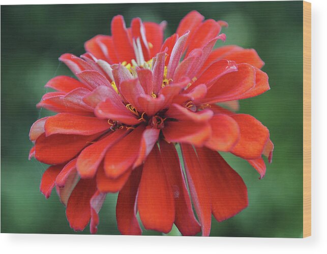 Flower Wood Print featuring the photograph Red Zinnia Flower Close Up Macro by Gaby Ethington