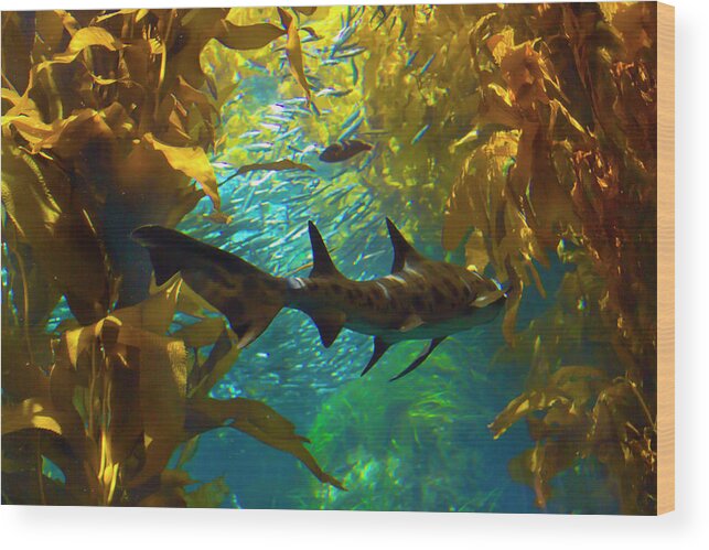 Shark Wood Print featuring the photograph Reef Shark in the Kelp Forest by Bonnie Follett
