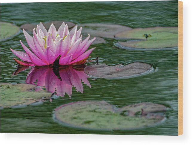 Aquatic Wood Print featuring the photograph Reflection of a water lily by Brian Shoemaker