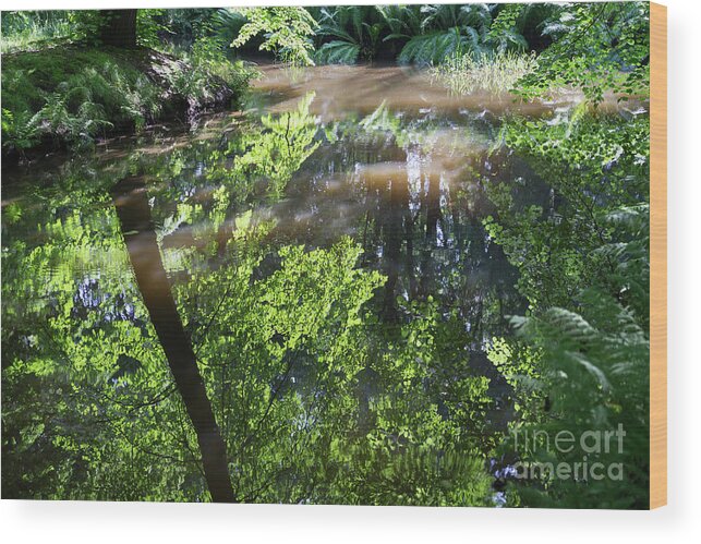 Lake Wood Print featuring the photograph Reflection of leaves in the sunlight by Adriana Mueller