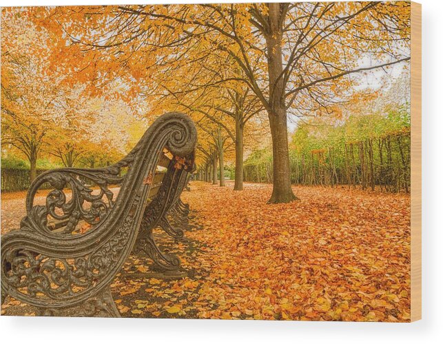 Regents Park Wood Print featuring the photograph Regents Park London in November by Raymond Hill