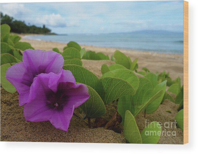 Maui Wood Print featuring the photograph Relaxing Flowers in the Sand by Wilko van de Kamp Fine Photo Art