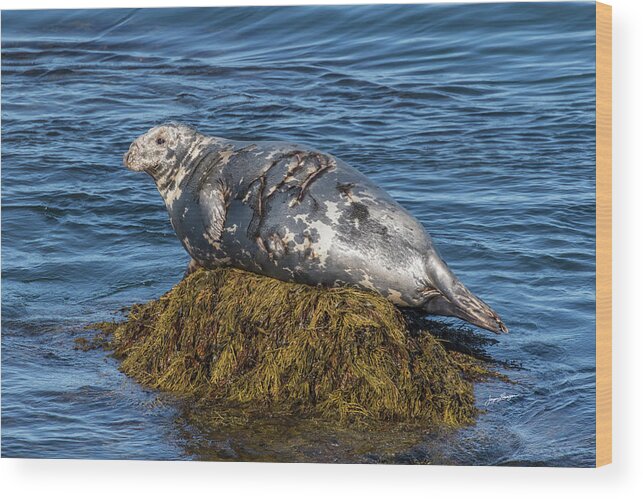 Grey Seal Wood Print featuring the photograph Resting Grey Seal by Jurgen Lorenzen