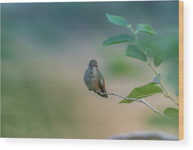  Wood Print featuring the photograph Resting Hummingbird by Laura Terriere