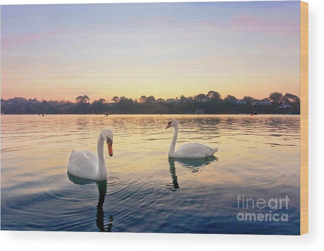 Restronguet Wood Print featuring the photograph Restronguet Swans at Sunrise by Terri Waters
