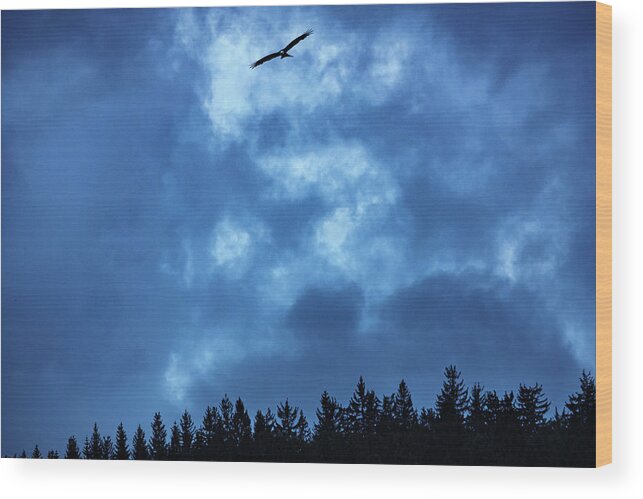 Black Forest Wood Print featuring the photograph Revelation of the raptor by Ioannis Konstas