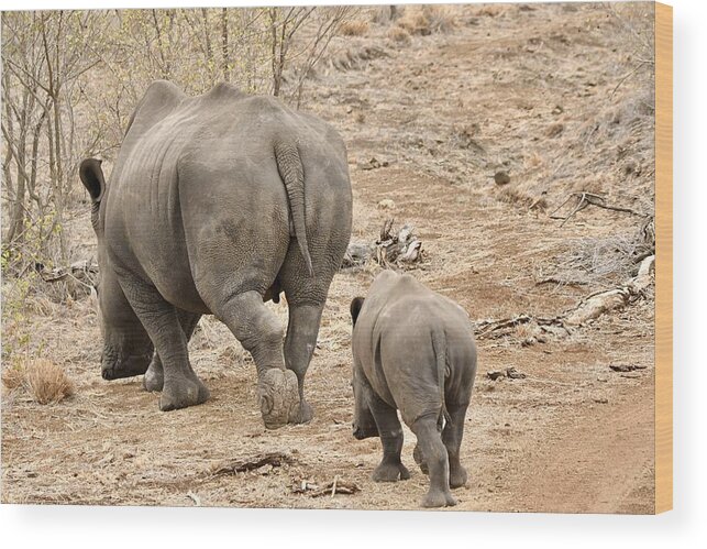 Animal Themes Wood Print featuring the photograph Rhino Pair Leaving by Jeff R Clow