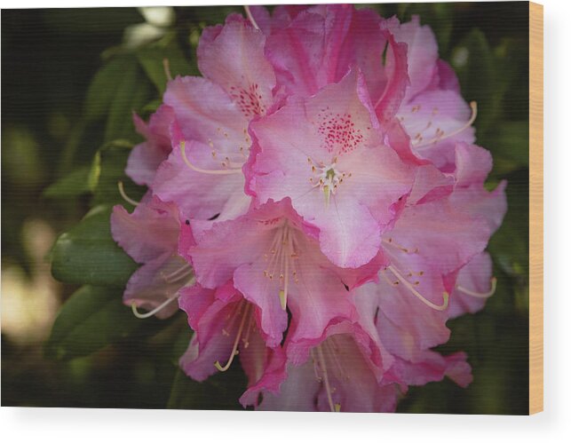 Catawba Rosebay Wood Print featuring the photograph Rhododendron Macro by Joni Eskridge