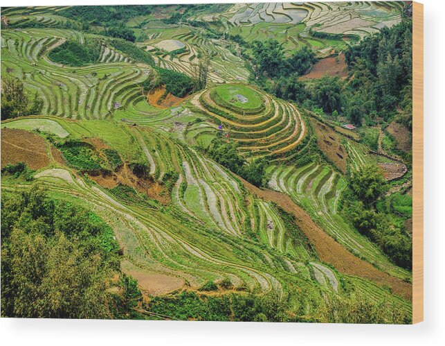 Black Wood Print featuring the photograph Rice Terraces in Sapa by Arj Munoz