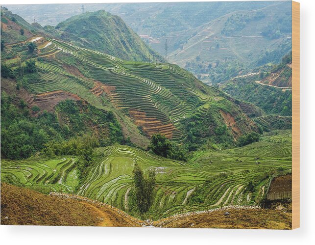 Black Wood Print featuring the photograph Rice Terraces of Lao Cai by Arj Munoz