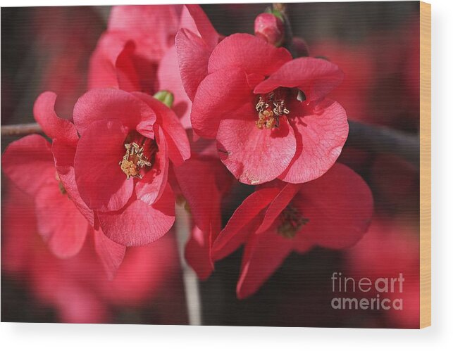 Flowering Quince Wood Print featuring the photograph Rich and Lush Flowering Quince by Joy Watson