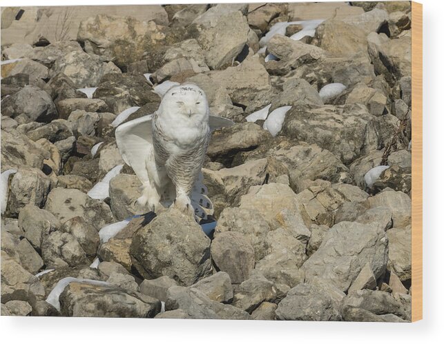 Animal Wood Print featuring the photograph Right Leg Stretch Snowy Owl by Jack R Perry