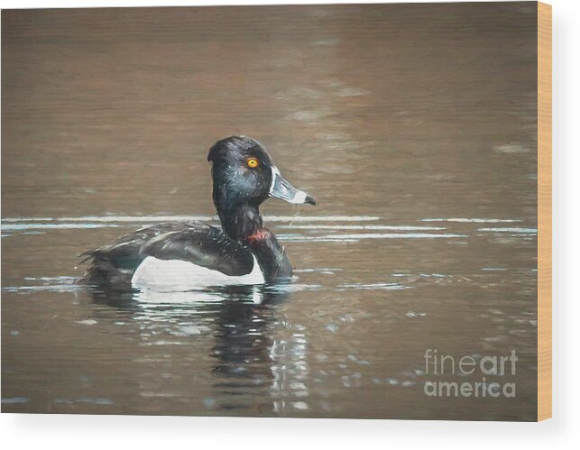 Ring Necked Wood Print featuring the photograph Ring-necked Duck by Lorraine Cosgrove