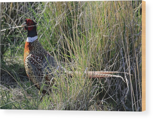 Utah Wood Print featuring the photograph Ring Necked Pheasant On Antelope Island by Jennifer Robin