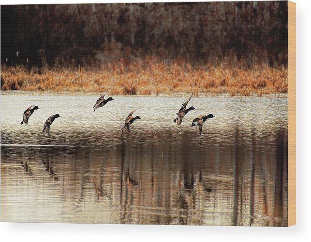 Waterfowl Wood Print featuring the photograph Ring Necks On Approach by Dale Kauzlaric