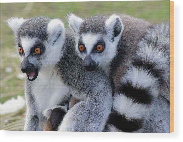 Ringtailed Lemurs Wood Print featuring the photograph Ringtailed Lemur duo with baby by Gareth Parkes